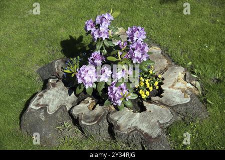 Blumen, Rhododendron in altem Baumstumpf, Catawbiense Grandiflorum, Blüten, Bundesrepublik Deutschland Stockfoto