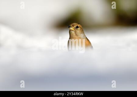 Brambling (Fringilla montifringilla), Weibchen, im Schnee, Winterfütterung, Oberhausen, Ruhrgebiet, Nordrhein-Westfalen, Deutschland, Europa Stockfoto