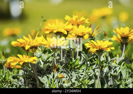 Dimorphothoca sinuata blühend auf einer Wiese auf der Insel Kreta Stockfoto