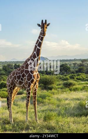 Giraffe Überquerung der Trail in Samburu Park im Zentrum von Kenia Stockfoto