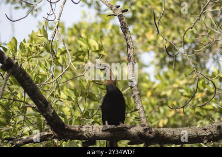 Afrikanischer Darter (Anhinga rufa), der auf einem Ast entlang des Gambia-Flusses liegt Stockfoto