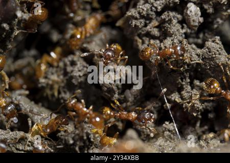 Europäische Feuerameise (Myrmica rubra), mehrere Tiere Rotgelbe Knotenameise am Boden, Velbert, Deutschland, Europa Stockfoto