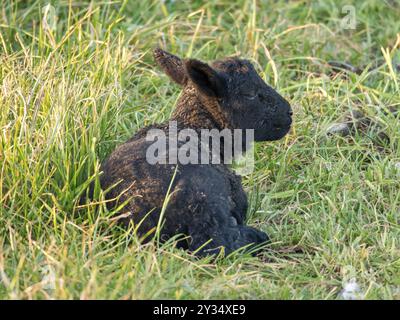 Schwarzes Lamm im Gras auf einer grünen Frühlingswiese, Borken, münsterland, Deutschland, Europa Stockfoto