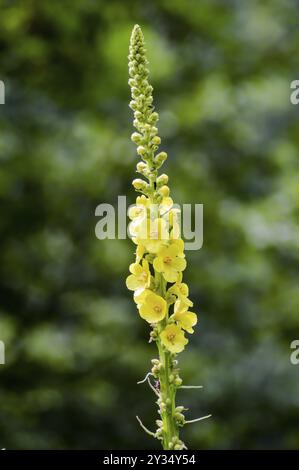 Nahaufnahme von Reseda luteola, bekannt als Färberrakete, Färberkraut, Löt, Holz und Gelbkraut Stockfoto