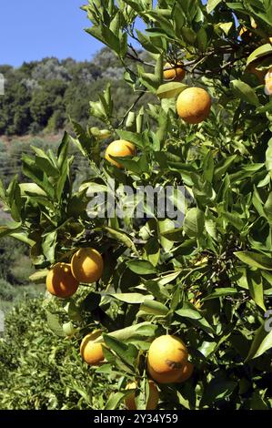 Ein Orangenbaum mit Früchten in der kretischen Kampagne Stockfoto