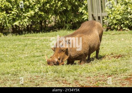 Ein Warzenschwein, das gerade aus einem Büscheldickicht im Elefantenwaisenhaus in Nairobi, Kenia, Afrika auftaucht Stockfoto