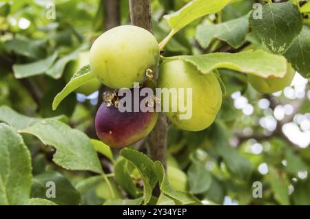 Rote Mirabelle Pflaume, Prunus domestica syriaca Stockfoto