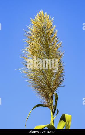 Nahaufnahme auf Cortaderia selloana oder Pampas Gras unter blauem Himmel Stockfoto