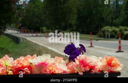 Stoffblumen mit echten violetten Petunien in einem Pflanzgefäß neben einer Straße mit Verkehrskegeln entlang der Mittellinie Stockfoto