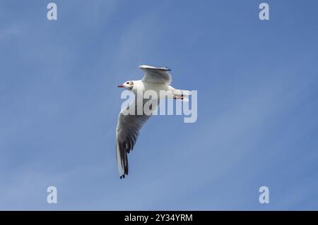 Goeland fliegt mit Flügeln von unten unter blauem Himmel Stockfoto