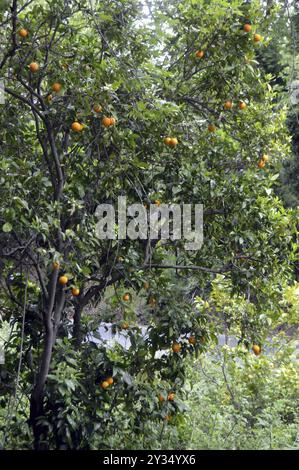 Ein Orangenbaum mit Früchten in der kretischen Kampagne Stockfoto