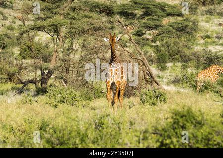 Giraffe Überquerung der Trail in Samburu Park im Zentrum von Kenia Stockfoto