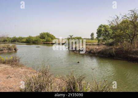 Blick auf einen kleinen See in einem Park in den zentralen Feuchtgebieten von Gambia, Westafrika Stockfoto