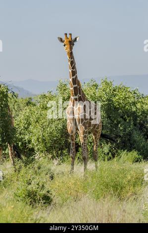 Giraffe Überquerung der Trail in Samburu Park im Zentrum von Kenia Stockfoto