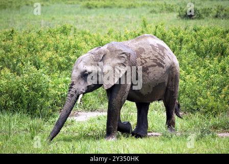 Baby-Elefant, der mit etwas Wasser in der tansanischen Wiese spielt Stockfoto