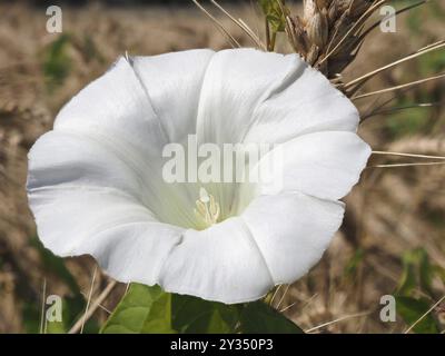 Zaunbindweed (Calystegia), Makro, verschwommener Hintergrund, Nordrhein-Westfalen, Deutschland, Europa Stockfoto