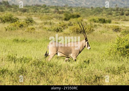 Beisa Oryx in der Samburu National Reserve. Ein einsamer Beisa Oryx in der Savanne Gräser gegen einen Berg Hintergrund in der Samburu National Reserve, Kenia n Stockfoto