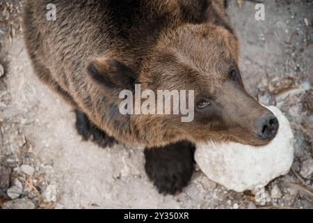 Majestätischer Braunbär in natürlicher Umgebung, von oben erfasst, zeigt seine mächtige Größe und sein dichtes Fell inmitten von felsigem Gelände. Stockfoto