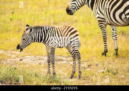 Herde Zebras grasen in der Savanne der Masai Mara in Kenia Stockfoto