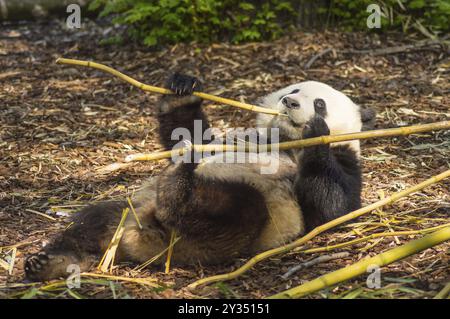 Panda schlafend auf der Wiese besetzt Essen Bambus Chunks in einen Tierpark im Nordwesten von Belgien Stockfoto