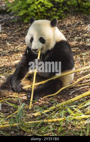 Panda auf der Wiese besetzt Essen Bambus chunks Wildlife Park im Nordwesten von Belgien sitzen Stockfoto