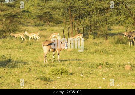 Orix mit impalas in der Savanne von Samburu Park im Zentrum von Kenia in Afrika Stockfoto