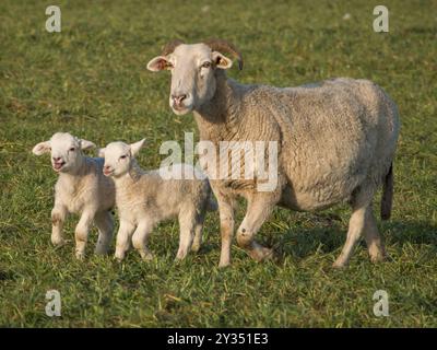 Schafmutter und zwei Lämmer stehen zusammen auf einer grünen Weide, Borken, münsterland, Deutschland, Europa Stockfoto