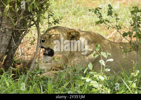 Löwin Kopf liegen unter einem Baum im Tsavos Park in Kenia Stockfoto