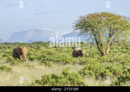 Zwei Elefanten in der Savanne von Samburu Park im Zentrum von Kenia mit einer Akazie und die Berge im Hintergrund des Fotos Stockfoto
