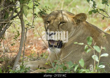 Löwin Kopf liegen unter einem Baum im Tsavos Park in Kenia Stockfoto