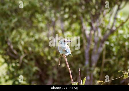 Der Lilac Breasted Roller (Coracias caudatus) ist wunderschön und farbenfroh. Dieser afrikanische Vogel mit seinem schönen pastellfarbenen Gefieder und langen Schwanzfedern ma Stockfoto