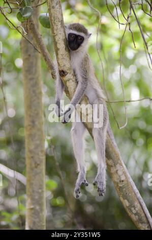 Affenschwein in entspannter Position auf einem Zweig in Mombasa, Kenia, Afrika Stockfoto