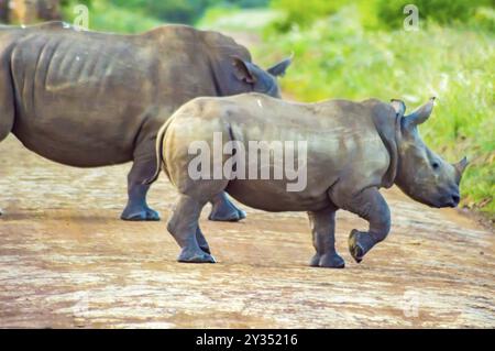 Weibliche weiße Nashorn und ihr Junges in der Savanne von Nairobi Park im Zentrum von Kenia Stockfoto