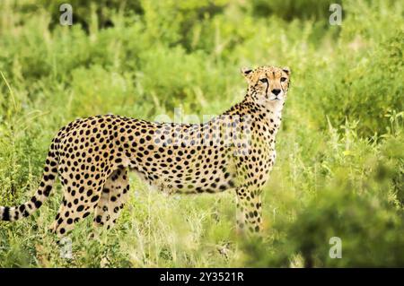 Gepard in der Savanne von Samburu Park im Zentrum von Kenia Stockfoto