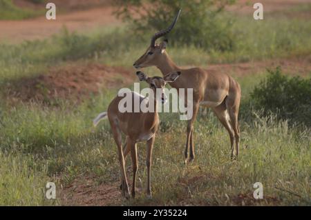 Zwei Impalas mit Abwehr in der Savanne von East Tsavo Park in Kenia Stockfoto