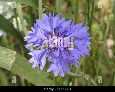 Kornblume (Centaurea cyanus), Makro, verschwommener Hintergrund, Nordrhein-Westfalen, Deutschland, Europa Stockfoto