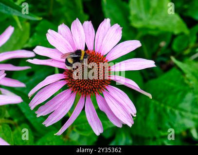 Violette Kornblumenblätter mit weißem Boden Honigbiene, die Pollen sammelt Stockfoto