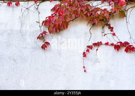 Bostoner Efeu (Parthenocissus tricuspidata) in roten Herbstfarben, die auf einer verputzten weißen Wand klettern, Zierpflanze, oft angebaut c Stockfoto