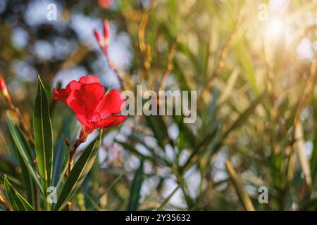 Roter Nerium-Oleanderstrauch bei Sonnenuntergang. Oleander ist eine giftige Pflanze Stockfoto