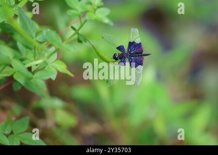 Kleiner Blauer Flügel Stockfoto