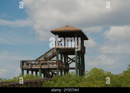 Mittelweiter Blick bis zum hellblauen Himmel mit weißen geschwollenen Wolken des überdachten Aussichtsturms in einem Mangrovensumpfgebiet auf einem Naturlehrpfad. Isolat Stockfoto