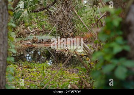 Niedrige breite horizontale Ansicht, eingerahmt von verschwommenen Palmen an den Seiten über dem Wasser mit Reflexen von dichtem Wald, grünem Gras und brauner Bodendecke und Stockfoto