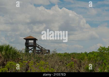 Weite Sicht bis zum hellblauen Himmel mit weißen, geschwollenen Wolken des überdachten Aussichtsturms in einem Mangrovensumpfgebiet auf einem Naturlehrpfad. Isoliertes Holz Stockfoto