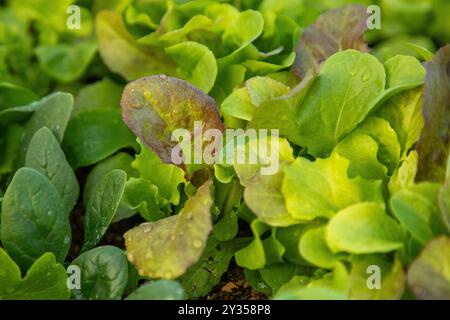 Blattsalat wächst in einem bunten Hochbeet Garten. Auf den Salatblättern befinden sich Tau-Tropfen. Stockfoto