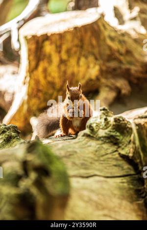 Ein rotes Eichhörnchen oder eurasisches rotes Eichhörnchen (Sciurus vulgaris) auf Brownsea Island in Poole Harbour, Dorset, England Stockfoto