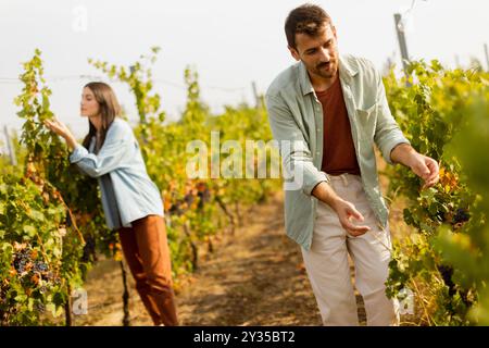 In einem pulsierenden Weinberg sammeln zwei Freunde freudig Trauben, umgeben von üppigen grünen Reben unter der hellen Herbstsonne, um die Ernte se zu genießen Stockfoto