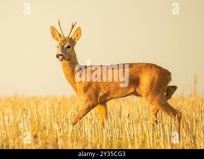 Rehe auf Stoppeln - Tierwelt Stockfoto