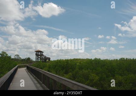 Weite Sicht bis zum hellblauen Himmel mit weißen, geschwollenen Wolken des überdachten Aussichtsturms. Leading Lines of Nature Trail in einem Mangrovensumpf Stockfoto