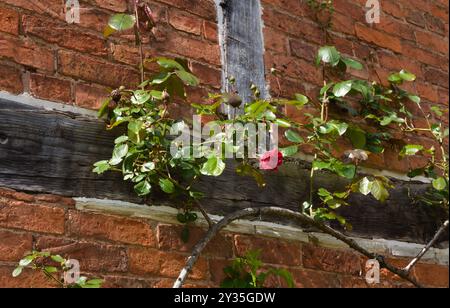 Eine Fassade Eines Fachwerkhauses, das mit Einer Rose im Geburtshaus von Shakespeare in Stratford upon Avon in England dekoriert ist Stockfoto