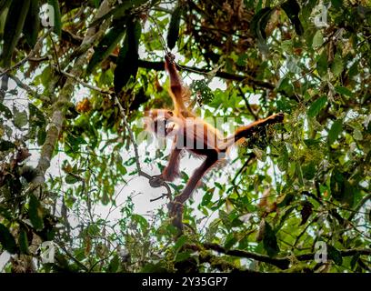 Wilde junge Orangutan Pongo pygmaeus blicken von oben in die Baumkronen des Danum Valley Sabah Borneo Stockfoto